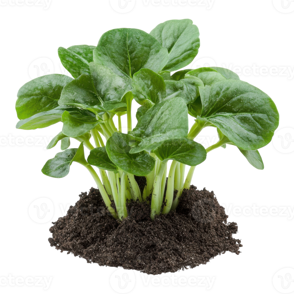 Tatsoi Growing in Soil on transparent background. png