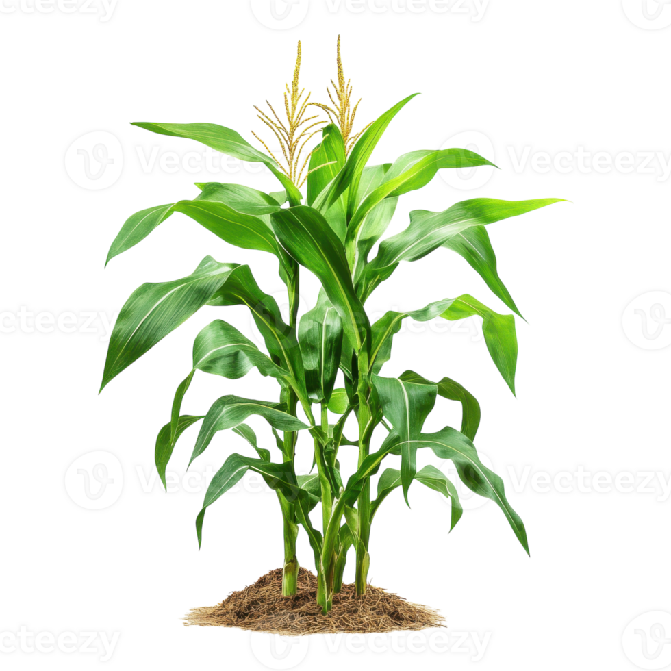 Green Corn Cob in Field on transparent background. png
