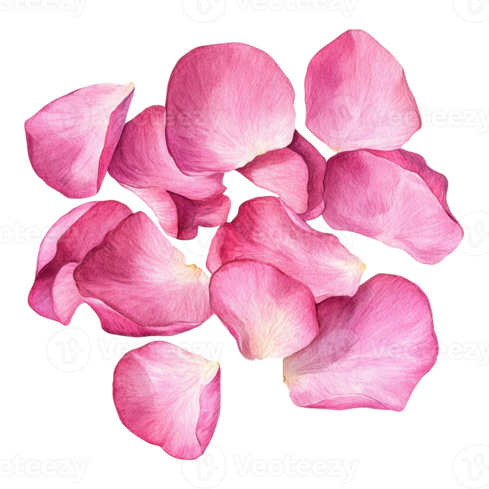 Watercolor Pink Rose Petals on White on transparent background. png