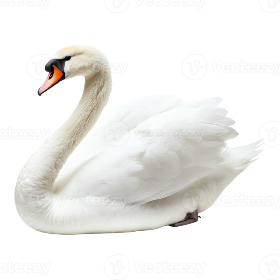 Elegant White Swan Isolated on White on transparent background. png