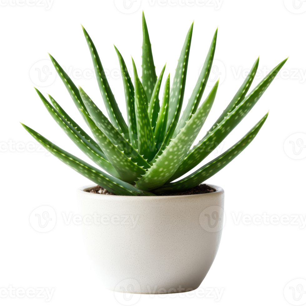 Aloe Vera Plant in Ceramic Pot on transparent background. png