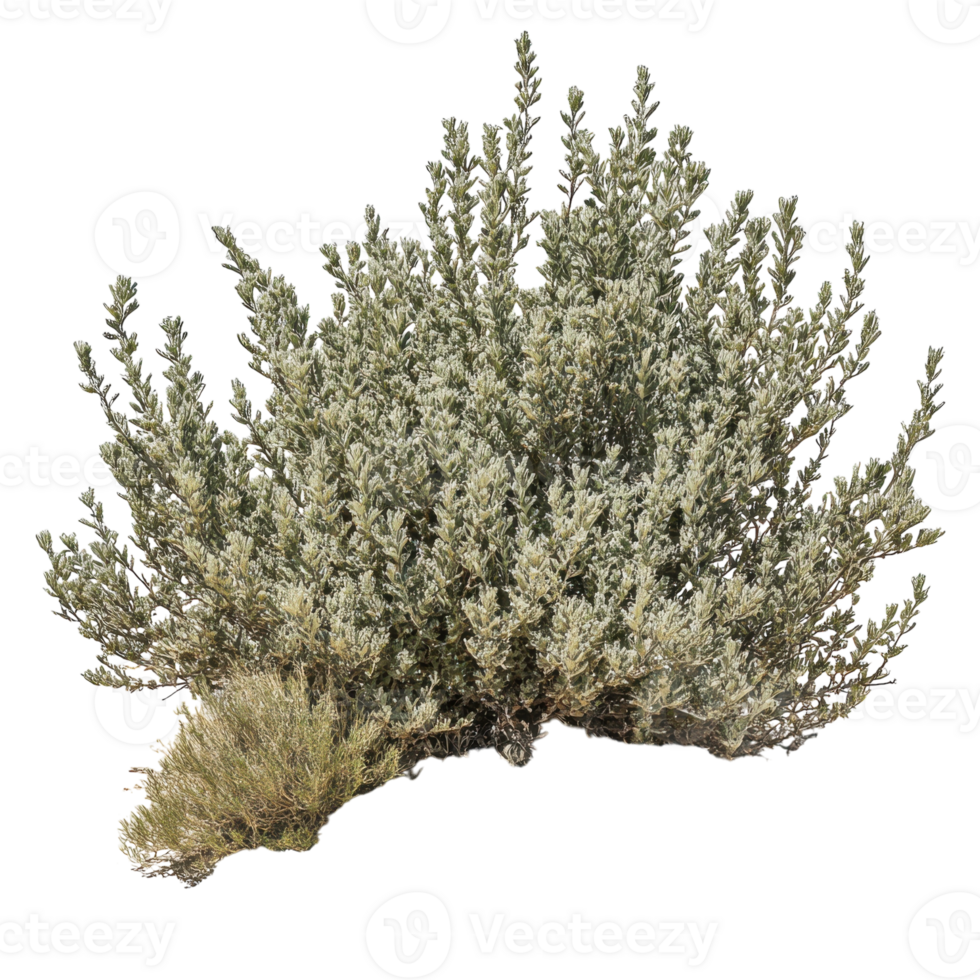 Desert Sagebrush Resilience on transparent background. png