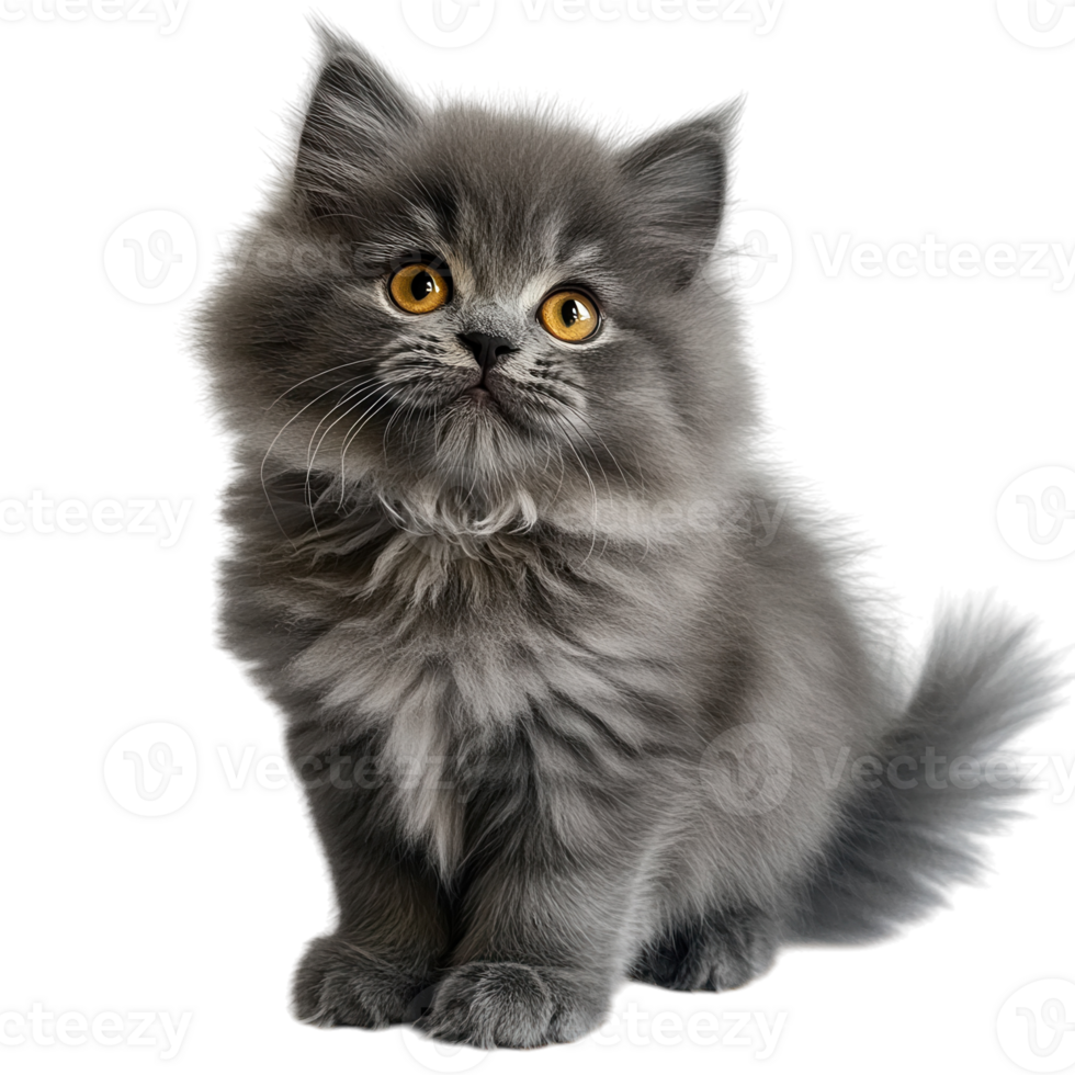 Curious Gray Kitten on transparent background. png