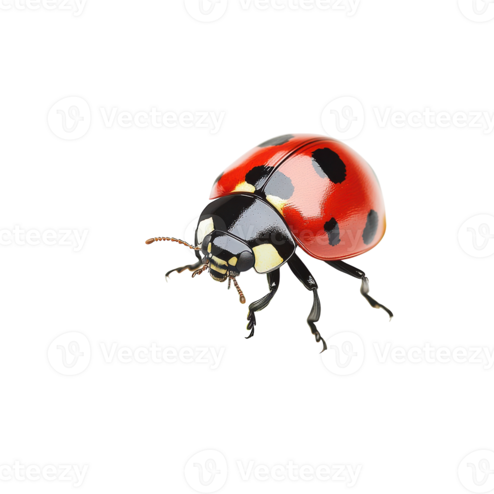 Ladybug on Grass Blade Close-up on transparent background. png