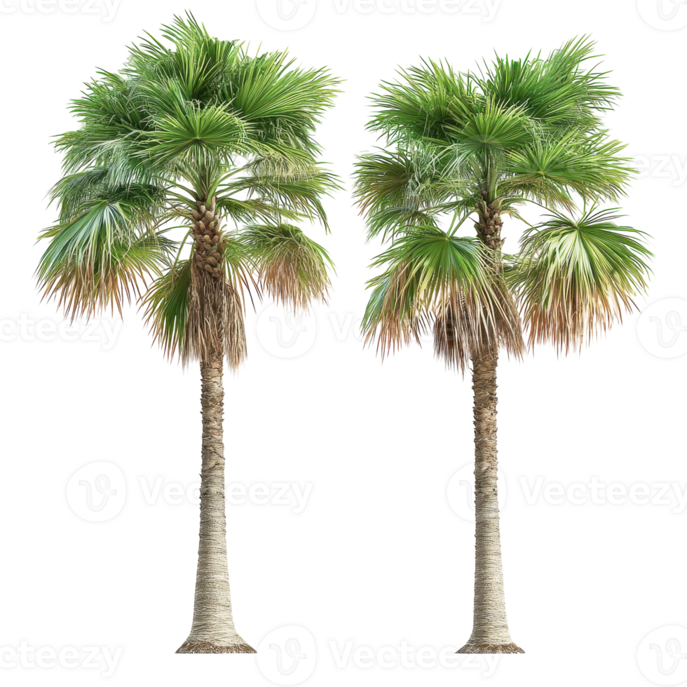 Palm Trees and Windmills on transparent background. png