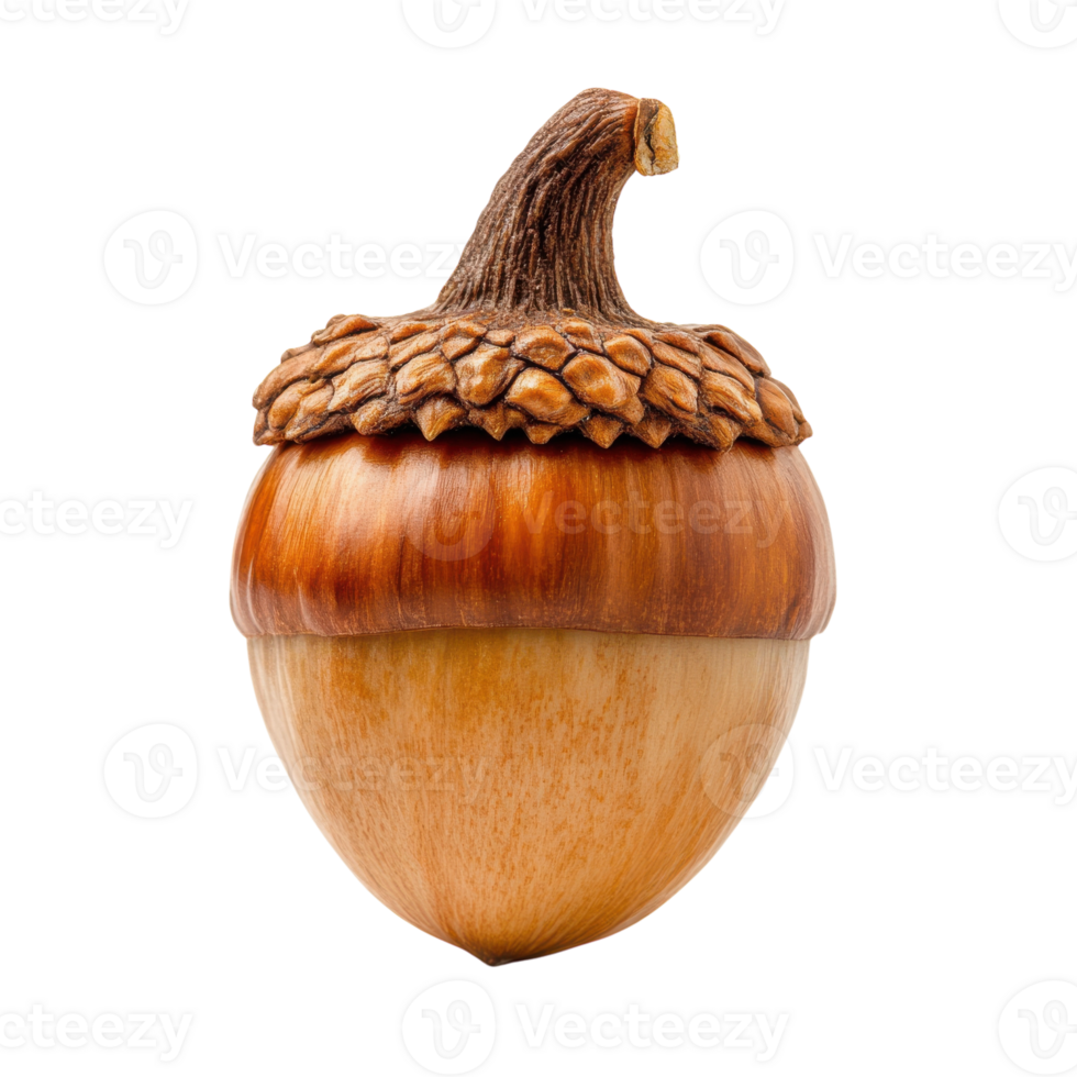 Single Acorn Close-up on transparent background. png