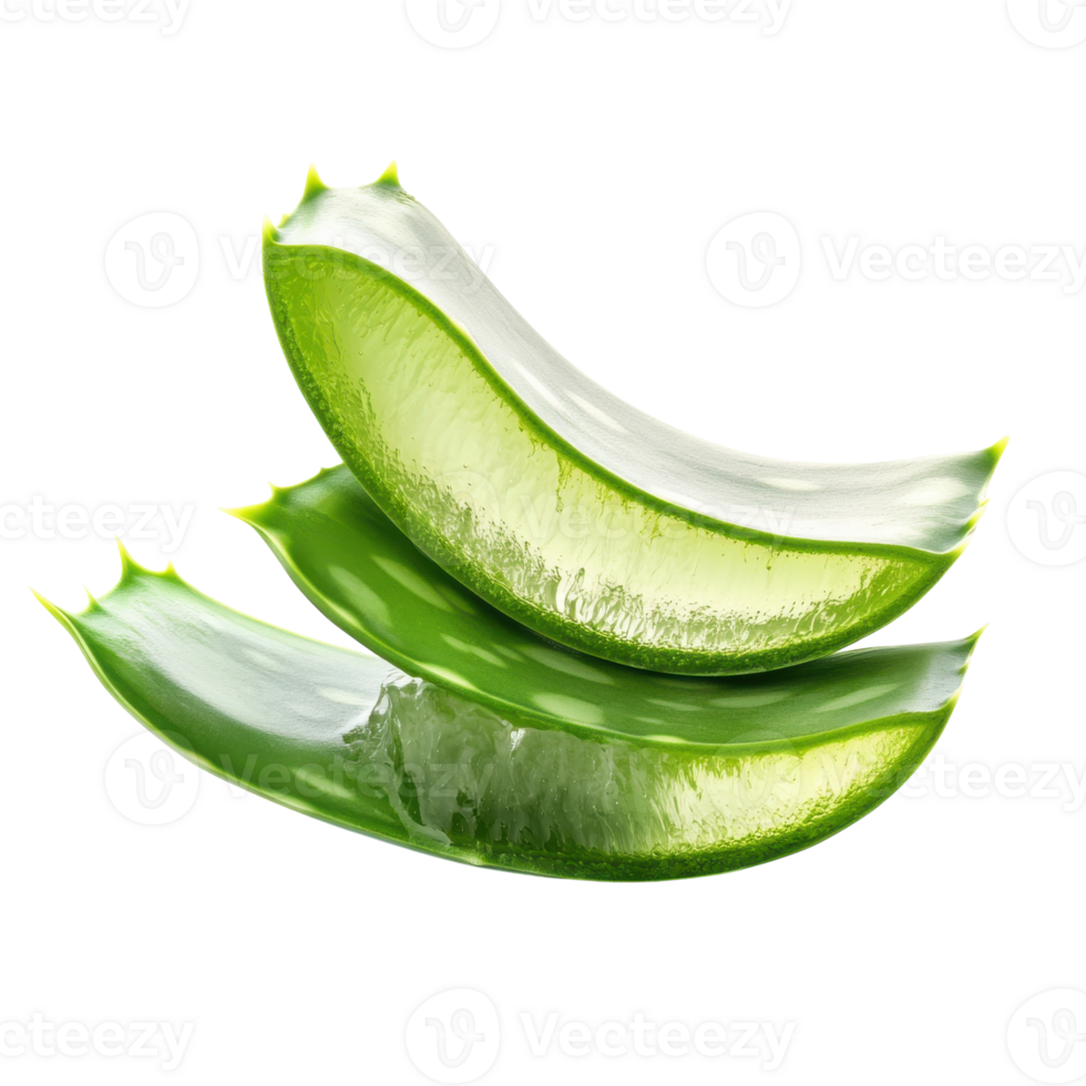 Aloe Vera Plant Isolated on White on transparent background. png