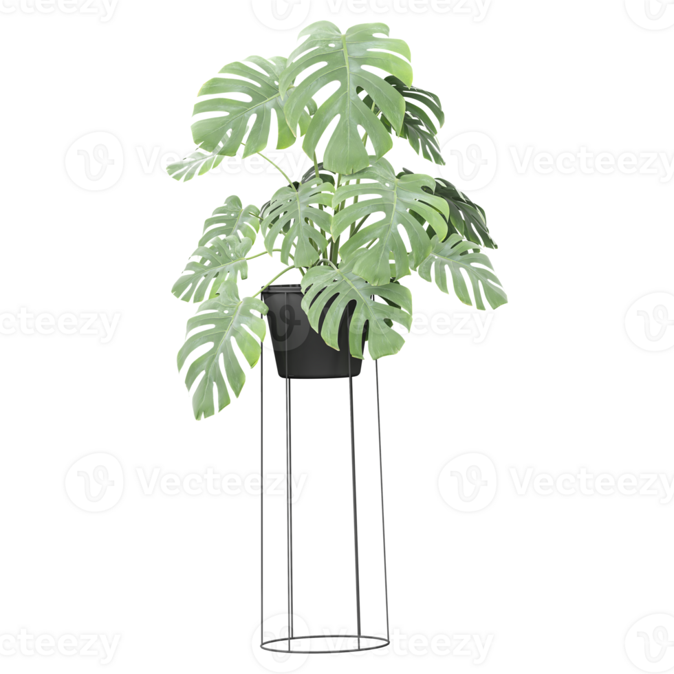 Green beautiful Swiss cheese plant in planter isolated on Canvas png
