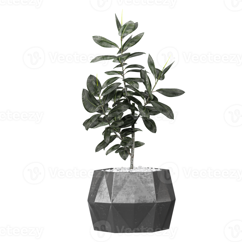 Green beautiful Ficus Elastica plant in planter isolated on Canvas png