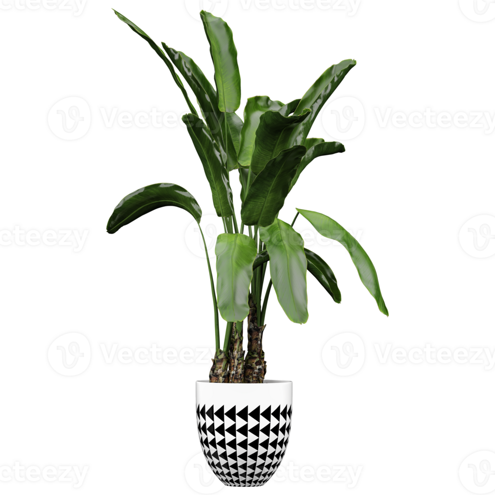 3D rendering of Strelitzia nicolai in planter isolated on transparent Canvas png