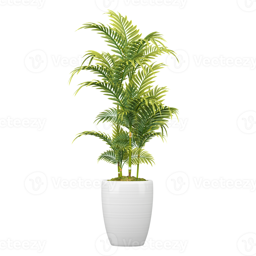 3d illustration of Areca palm plant in planter isolated on transparent canvas png