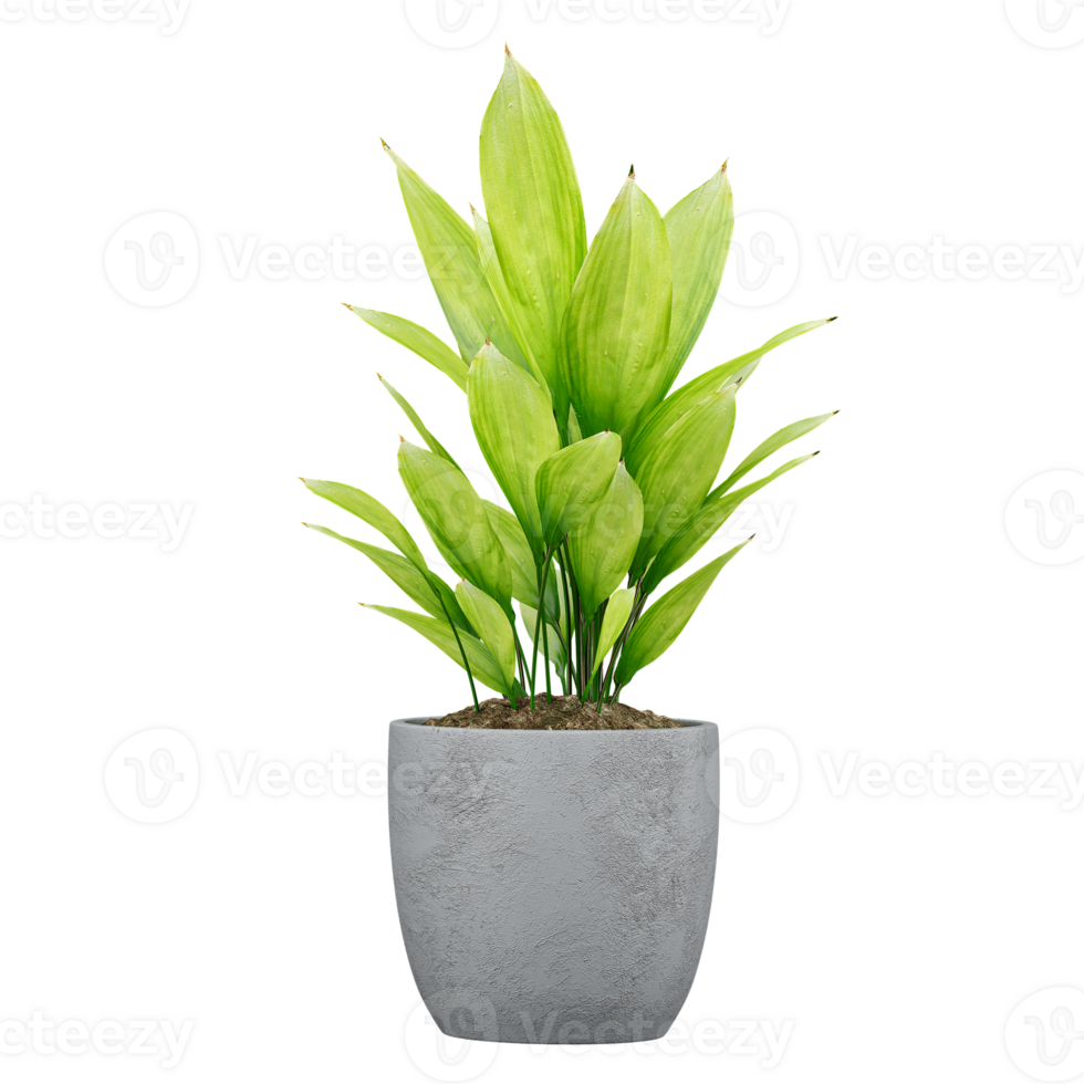 3d illustration of Echinodorus grisebachii plant in planter isolated on transparent canvas png
