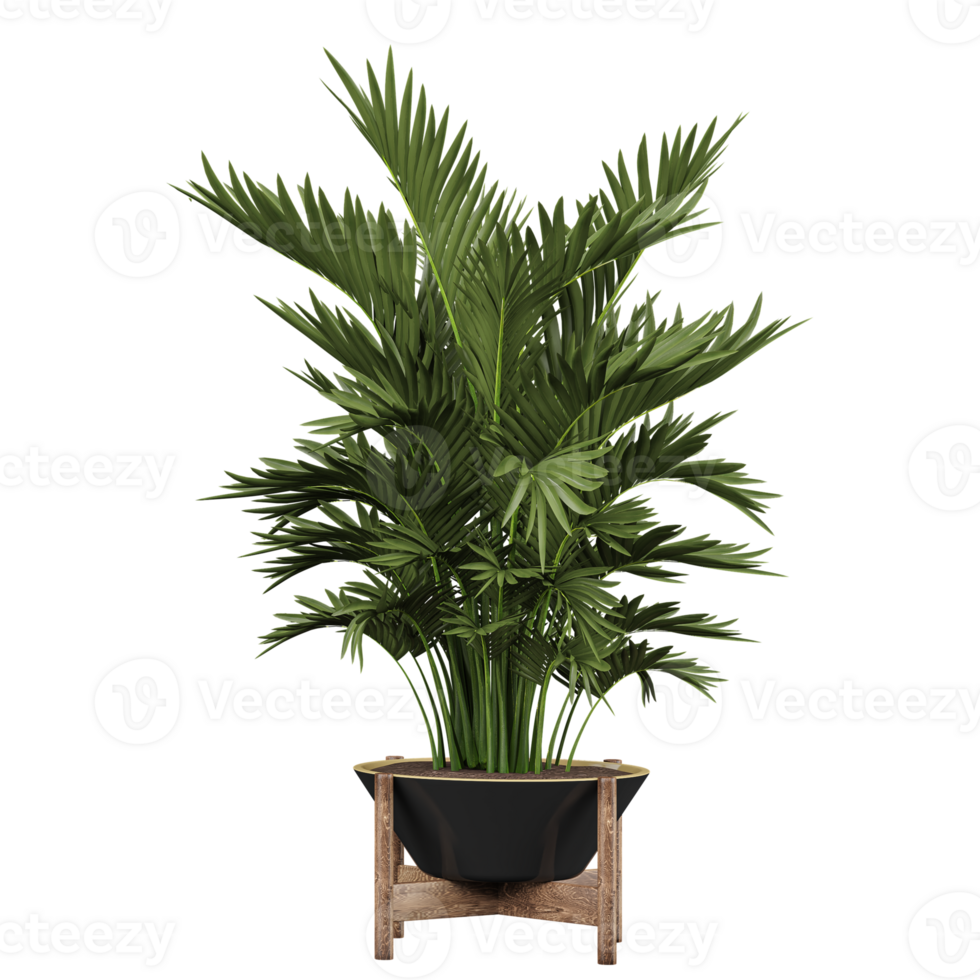 3D rendering of Cascade palm Plant in planter isolated on transparent Canvas png