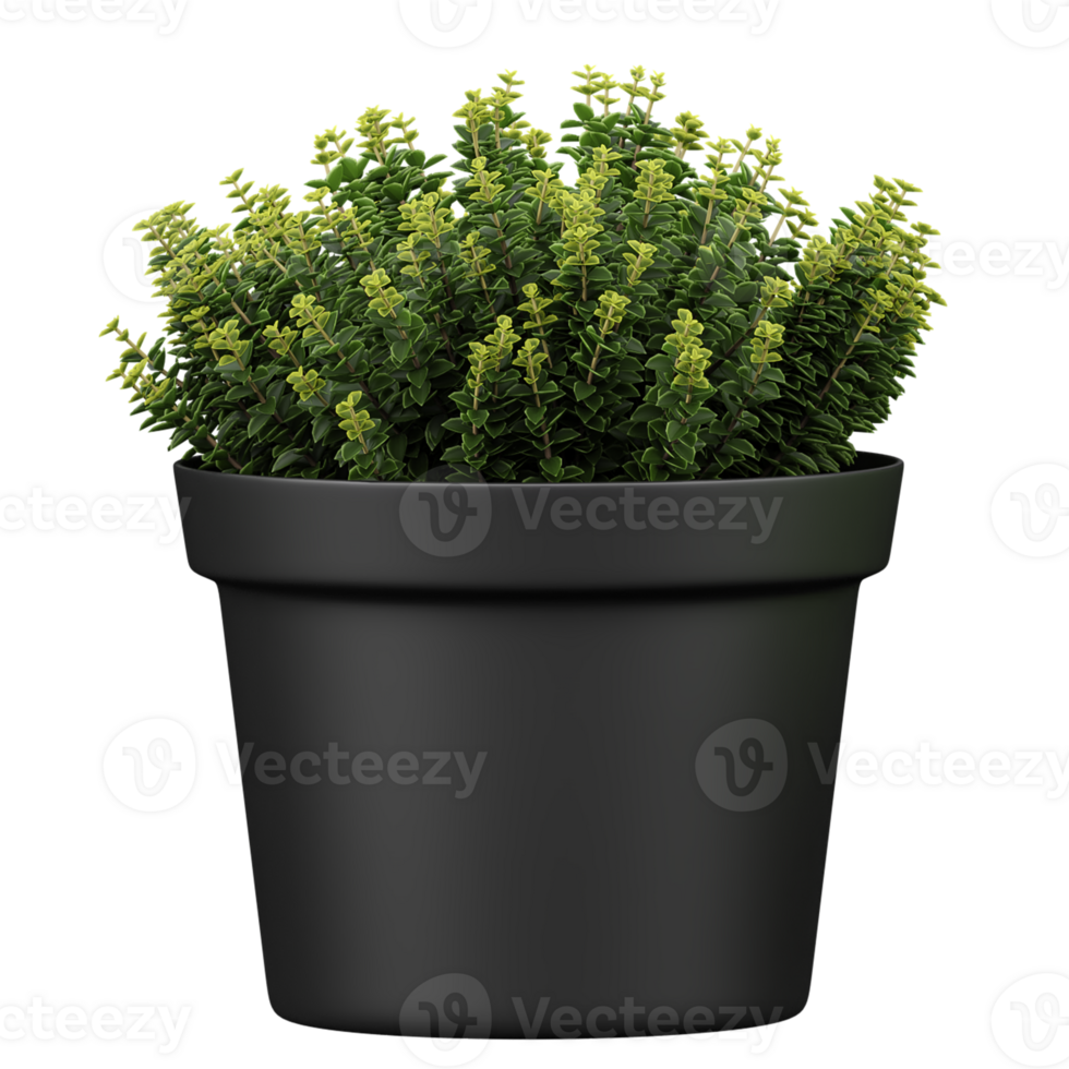 3D rendering of hebe plants in planter isolated on transparent Canvas png