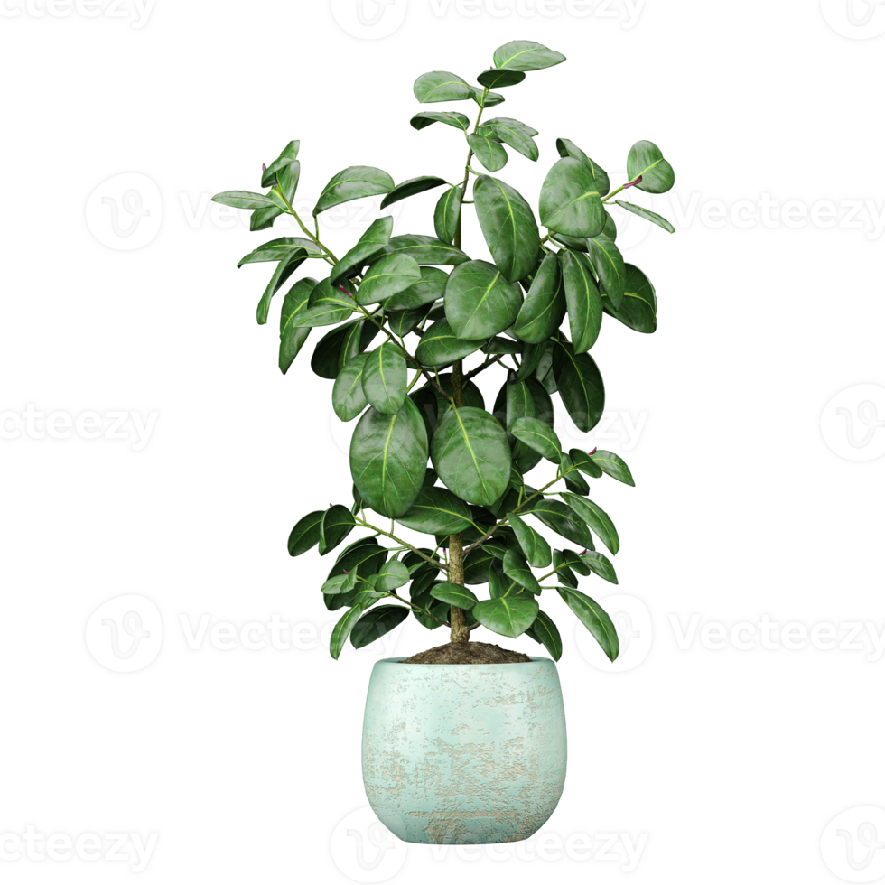 3D rendering of Rubber Fig plant in planter isolated on transparent canvas png