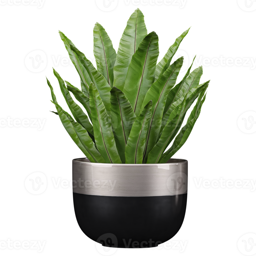 collection of Bird's-nest fern Plant in black planter with realistic style png