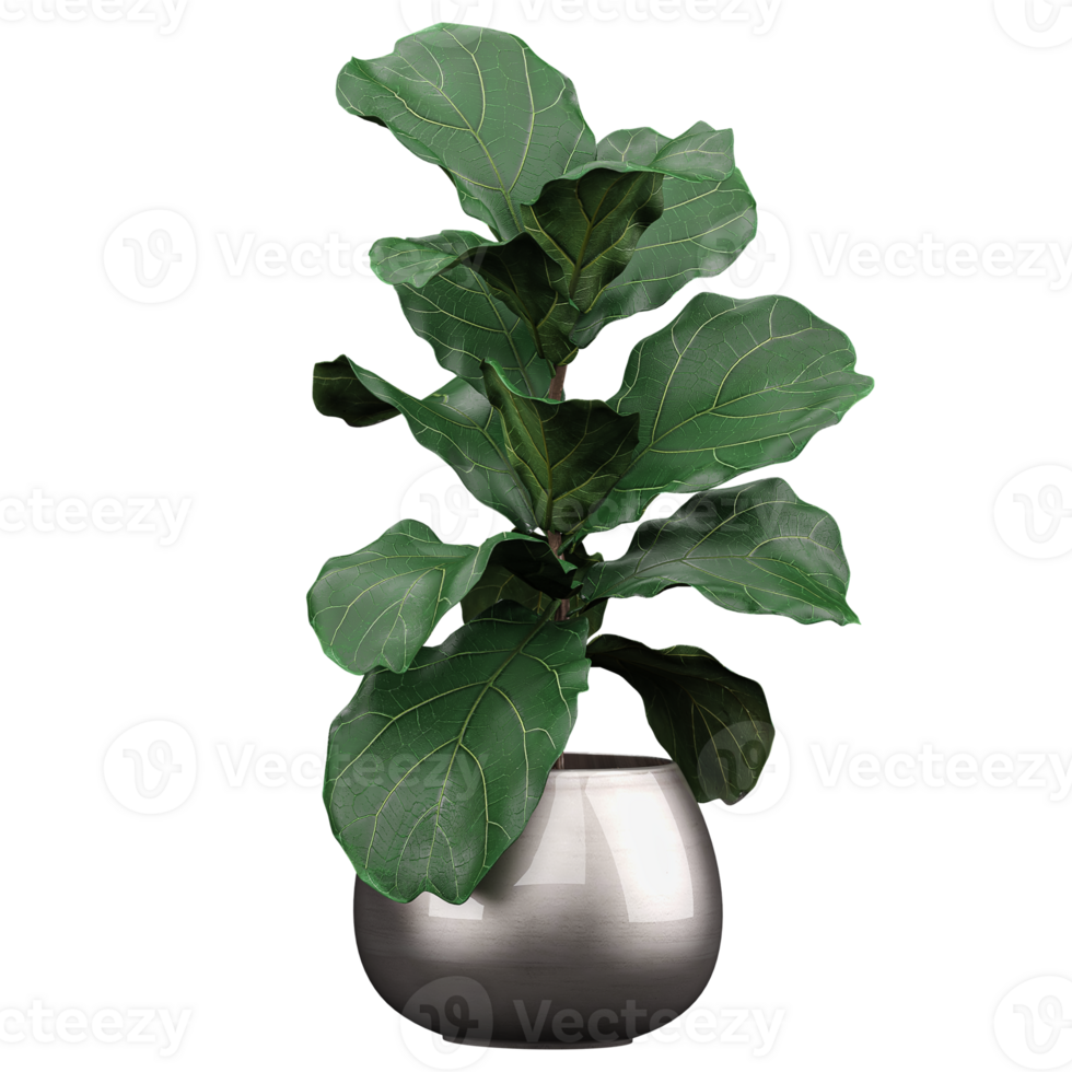 collection of Fiddle-leaf fig Plant in silver planter with realistic style png
