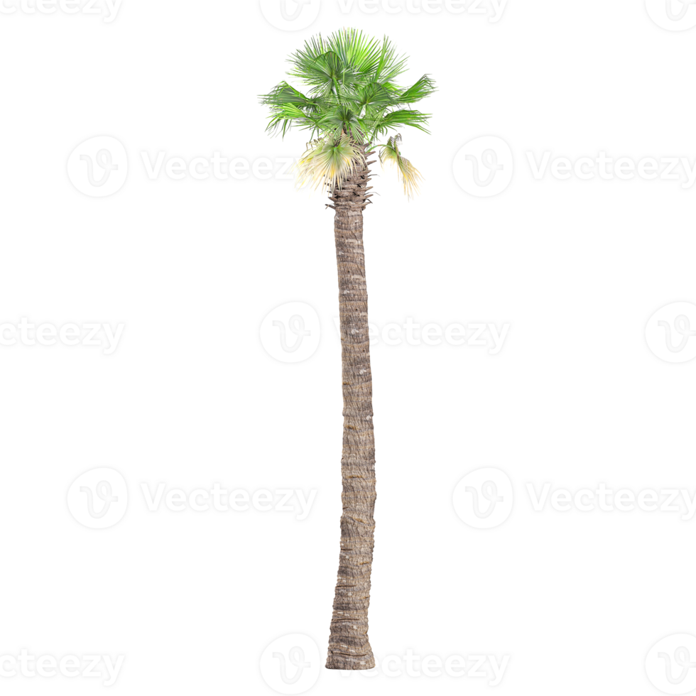 3d illustration of California palm tree isolated on transparent canvas png