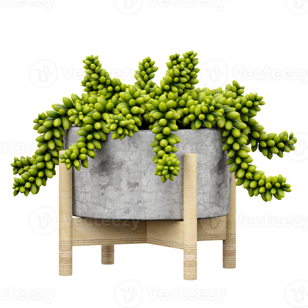 Potted green Burro's-tail plants isolated on transparent Canvas png