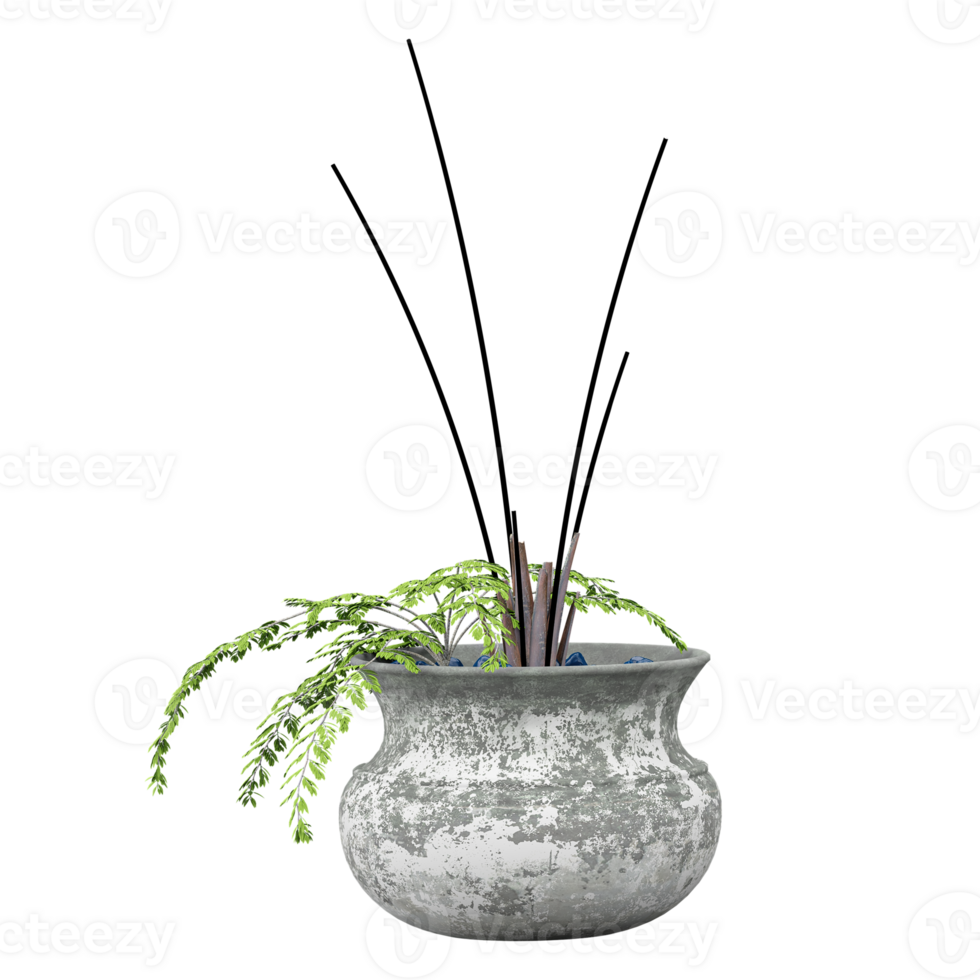 decoractive plants isolated on transparent Canvas png