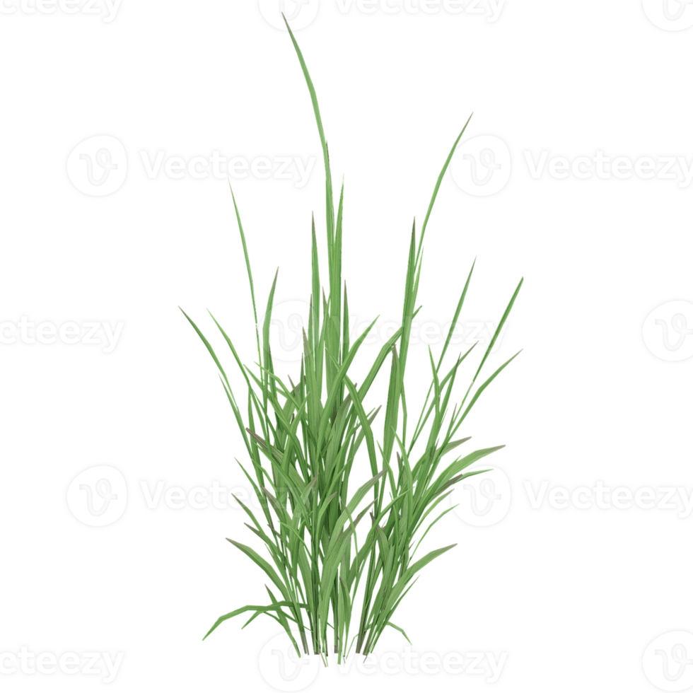3d illustration of grass isolated on transparent canvas png