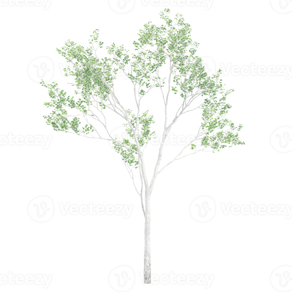 3d illustration of Birch tree isolated on transparent canvas png