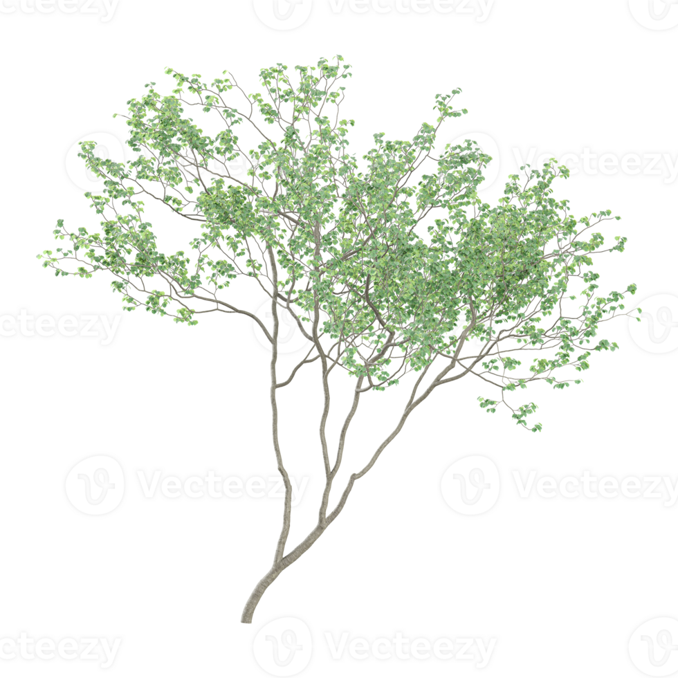 3d illustration of Birch tree isolated on transparent Canvas png