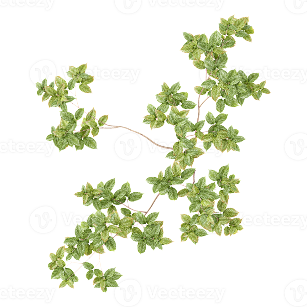 3d illustration of Birch tree isolated on transparent canvas from top view png