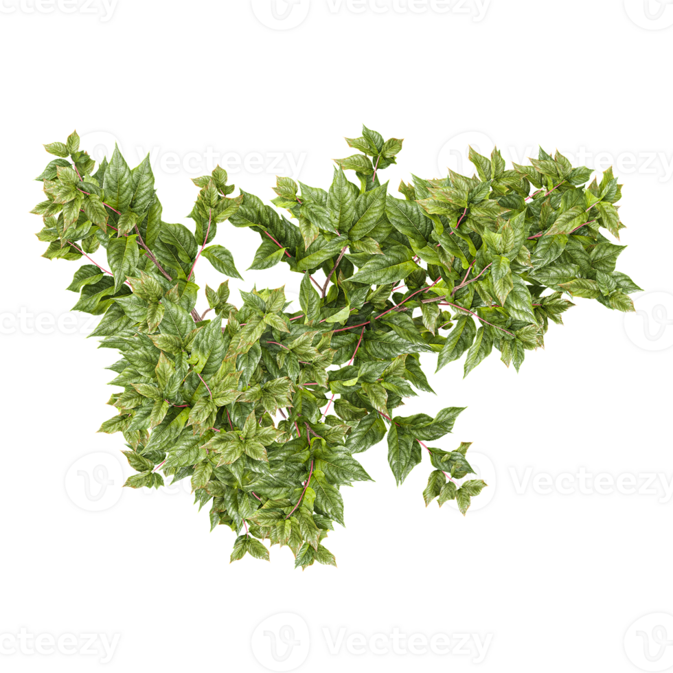 3d illustration of Birch tree isolated on transparent Canvas from top view png