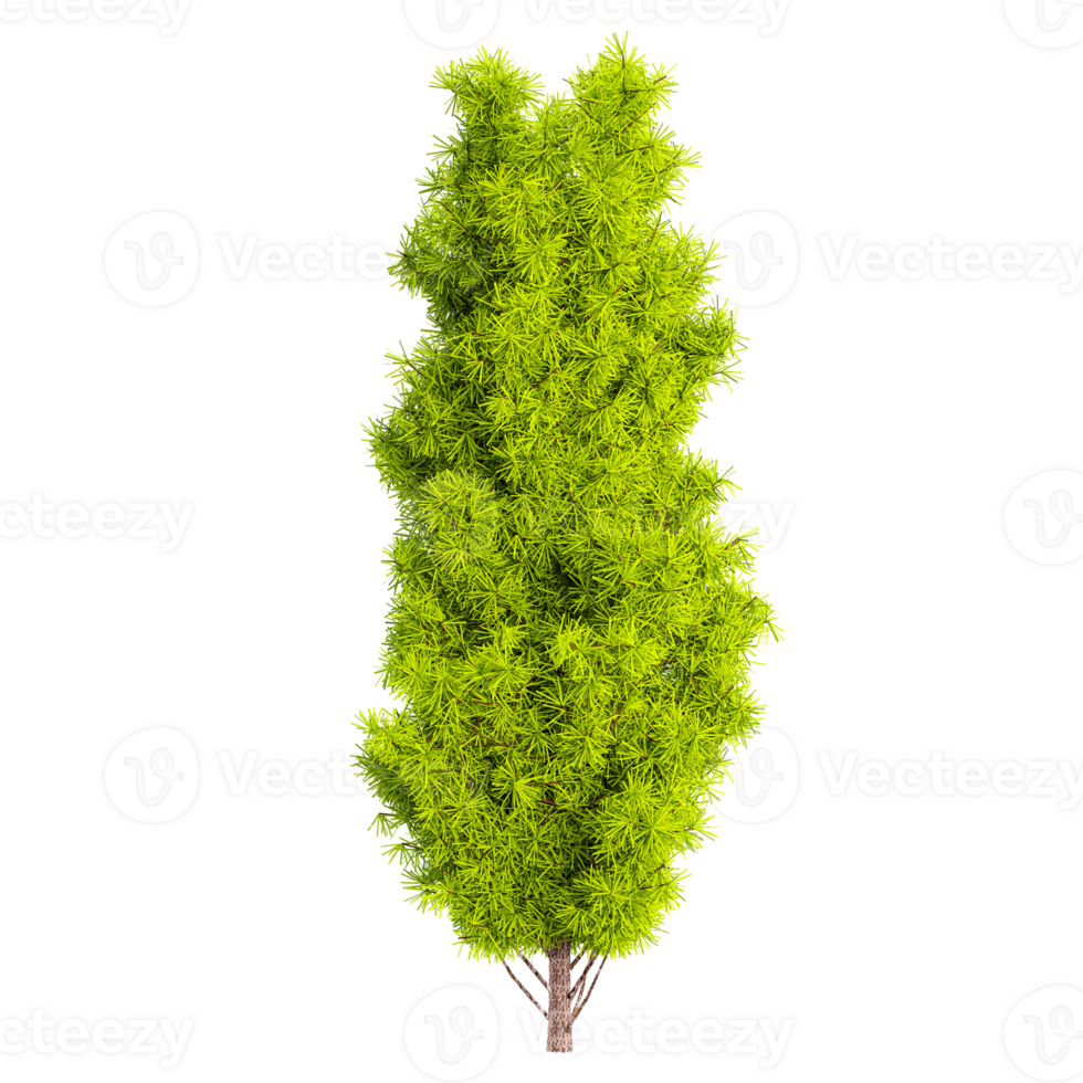 3d illustration of Cupressus tree isolated on transparent Canvas png