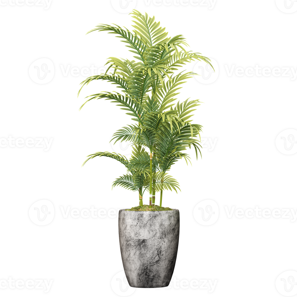 collection of Areca palm tree with realistic style png