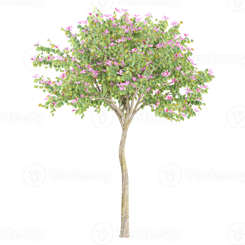 3d illustration of Bauhinia variegata tree isolated on transparent canvas png