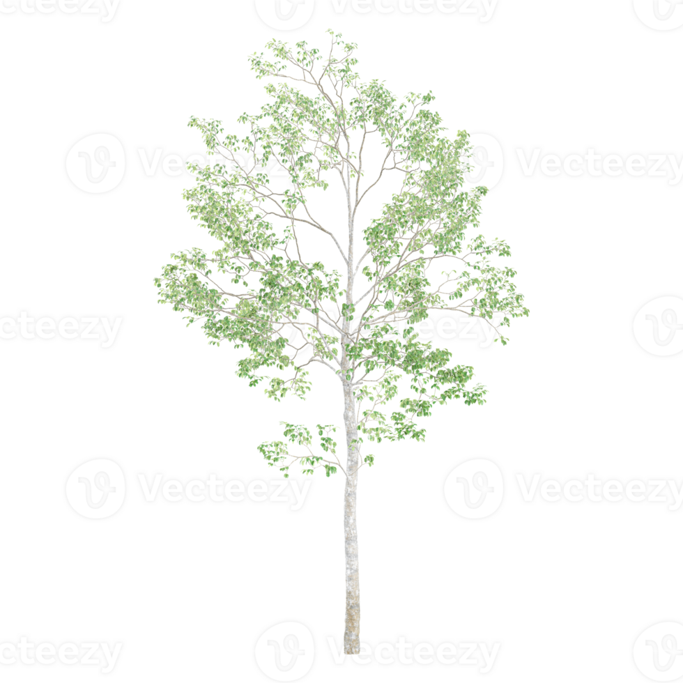 collection of Birch tree with realistic style png