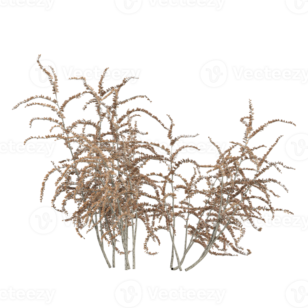 3d illustration of Goatsbeard tree isolated on transparent Canvas png