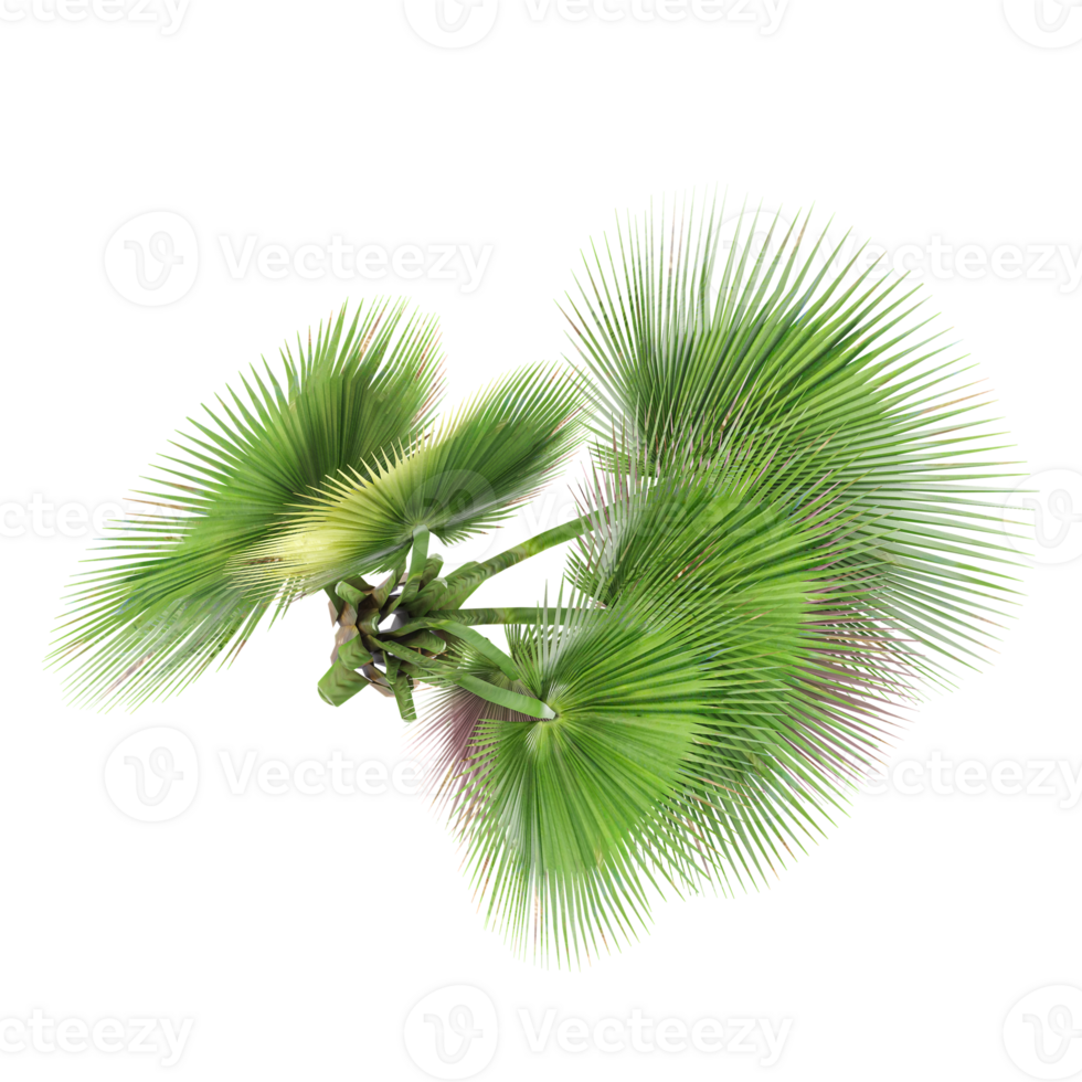 3d illustration of Copernicia Plant isolated on transparent canvas from top view png