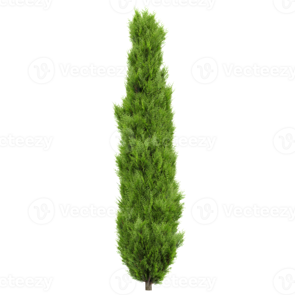 3d illustration of Mediterranean cypress plant isolated on transparent canvas png