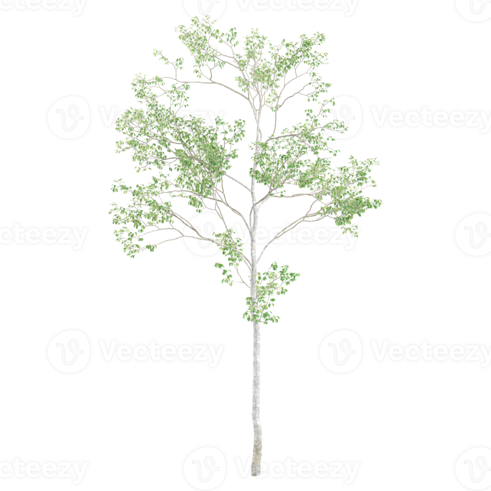 3d rendering of Birch tree isolated on transparent Canvas png