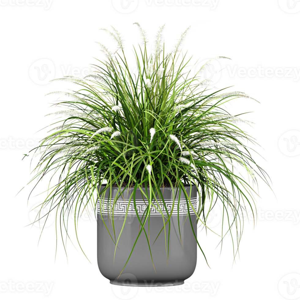 3d illustration of Japanese sedge grass in pot isolated on transparent canvas png