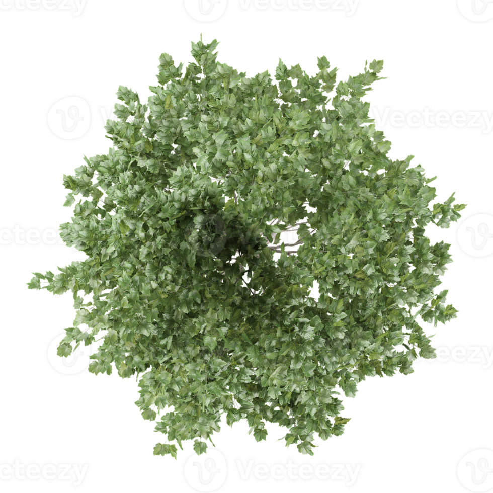 3d illustration of Dogwood tree isolated on transparent Canvas from the top view png
