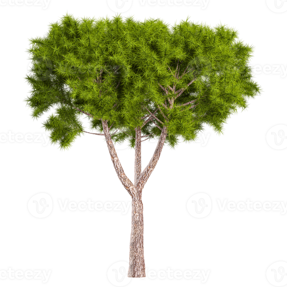 3d illustration of medium pinus pinea tree isolated on transparent Canvas png