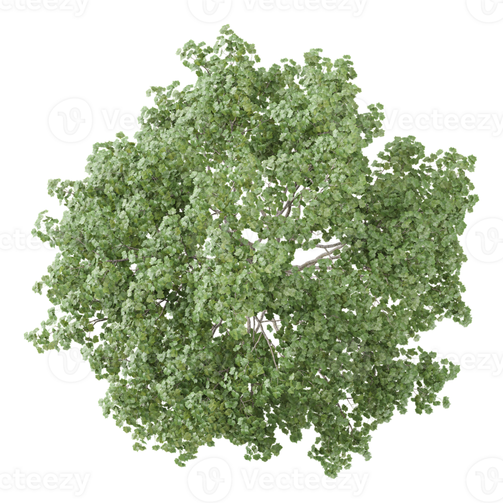 3d illustration of medium pinus pinea tree isolated on transparent Canvas from top view png
