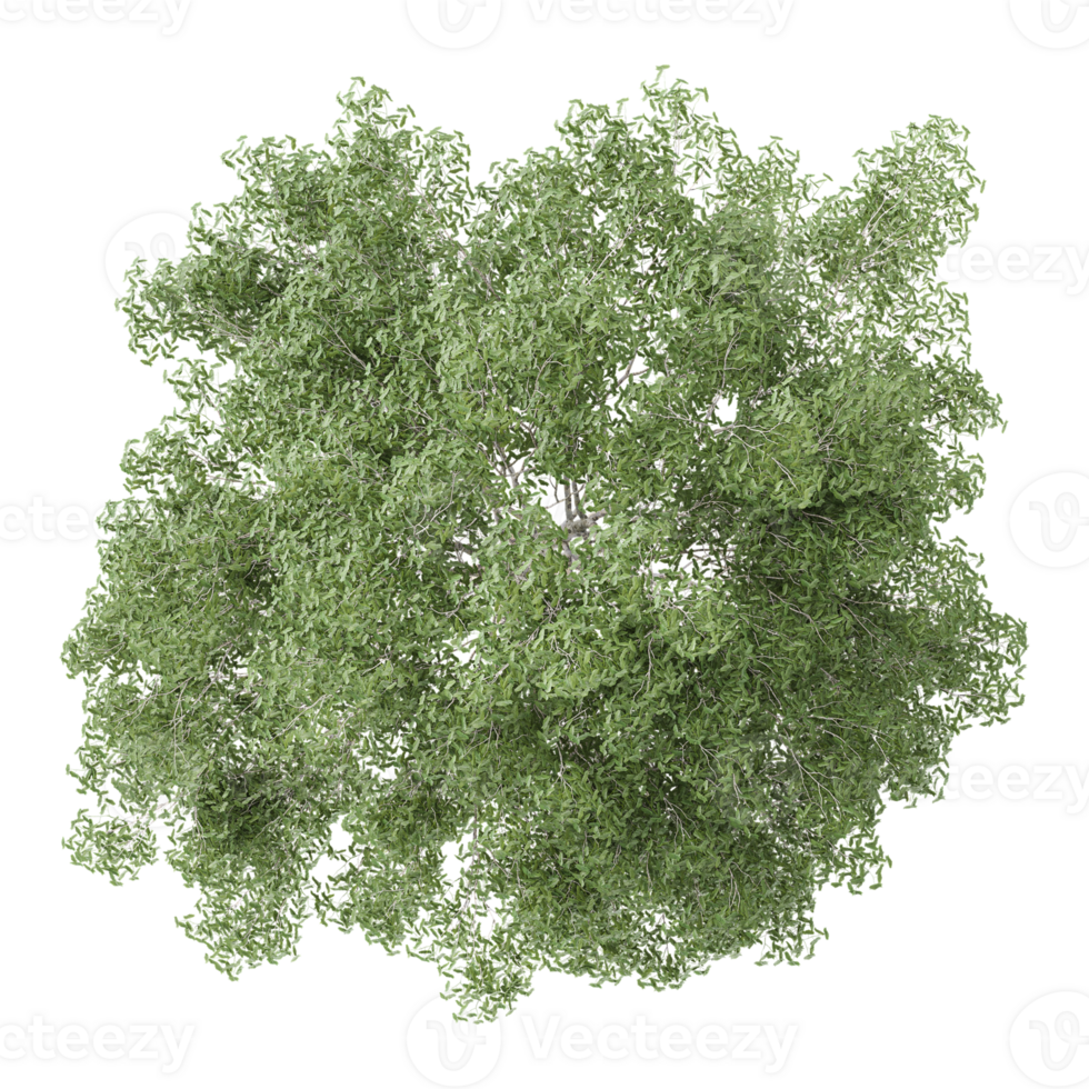 3d illustration of Cupressus tree isolated on transparent Canvas from top view png