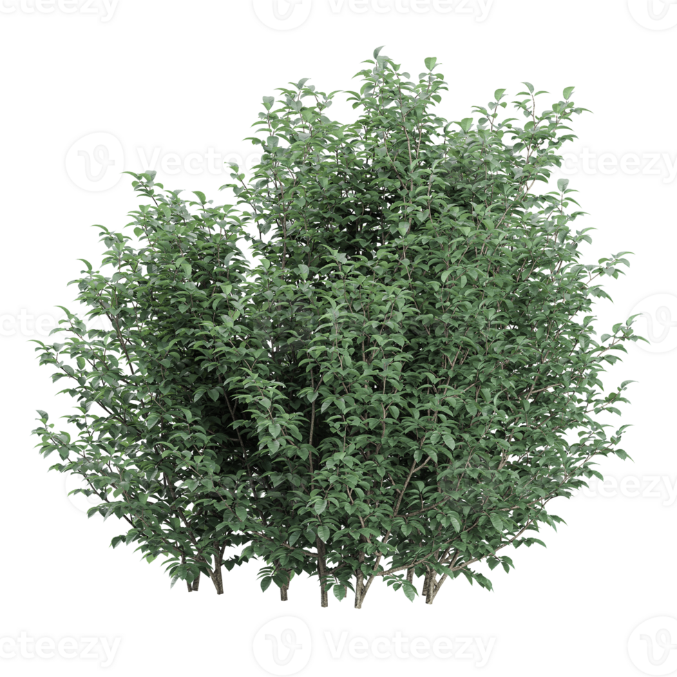 3d Rendering of Dogwood tree isolated on transparent Canvas png