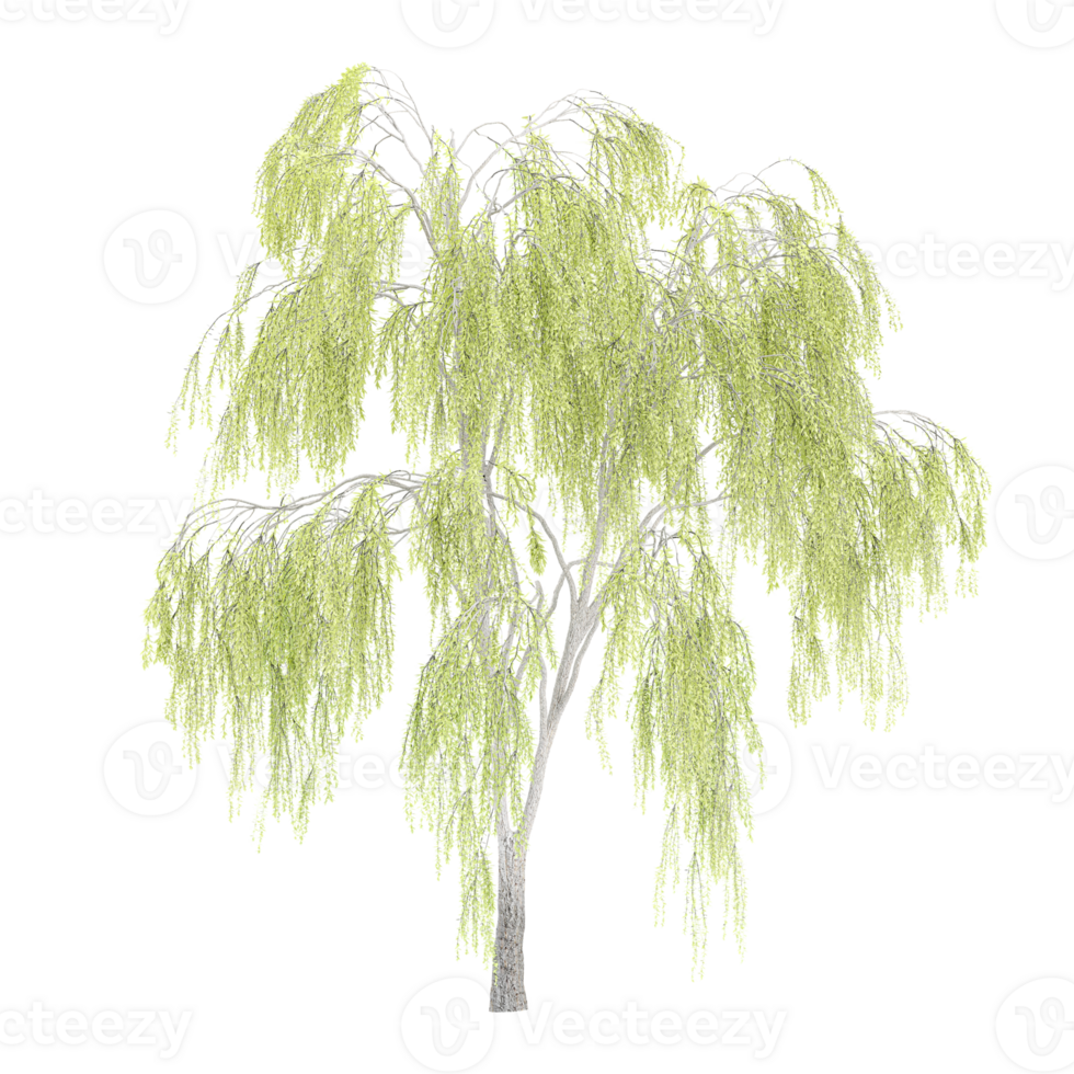 3d illustration of Weeping Golden Willow plant isolated on transparent canvas png