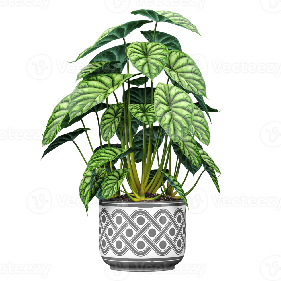 collection of Alocasia plant in planter with realistic style png