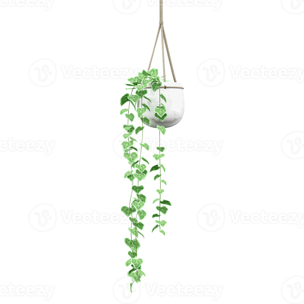 3D rendering of hanging houseplant isolated on transparent canvas png