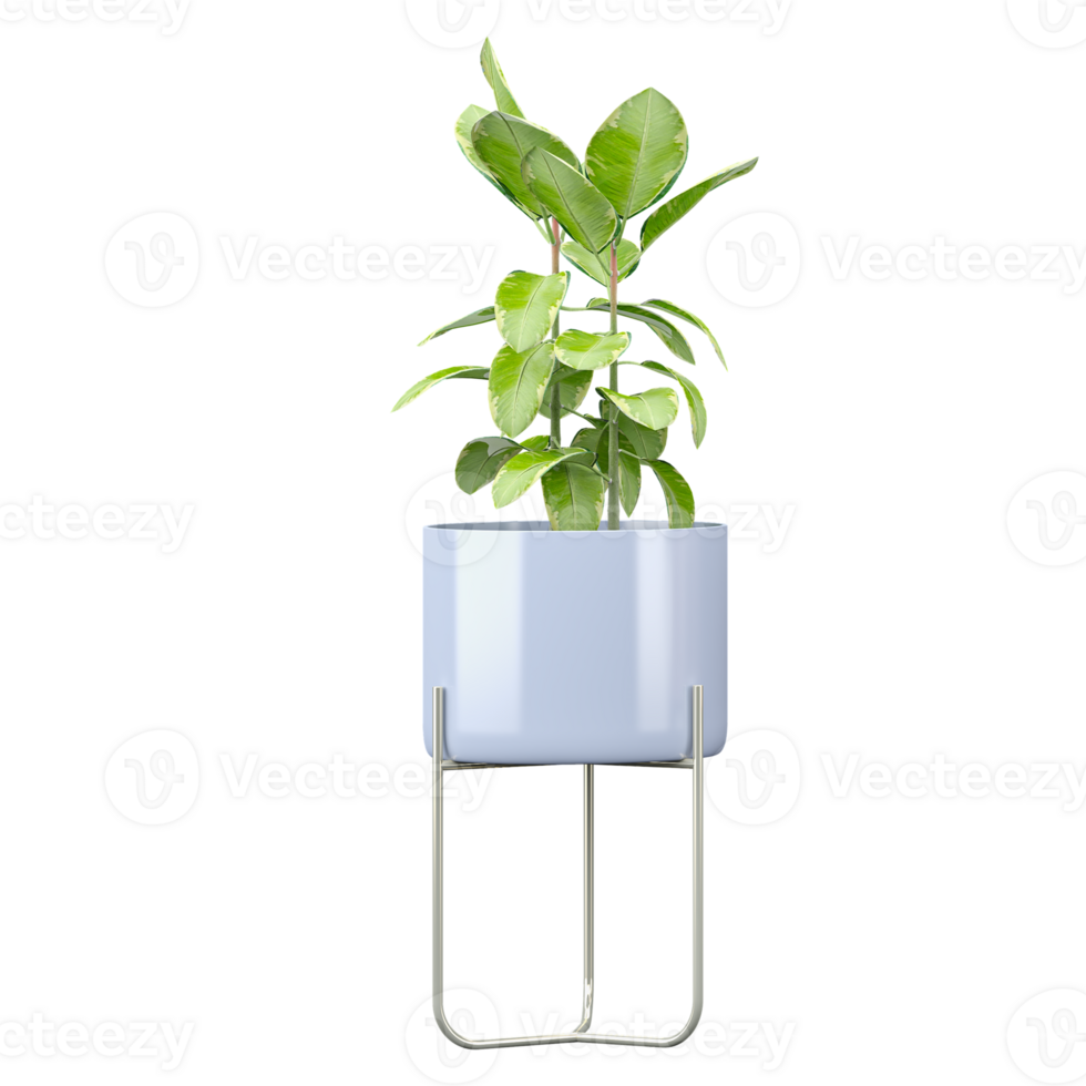 Green Rubber fig plant in planter isolated on transparent Canvas png