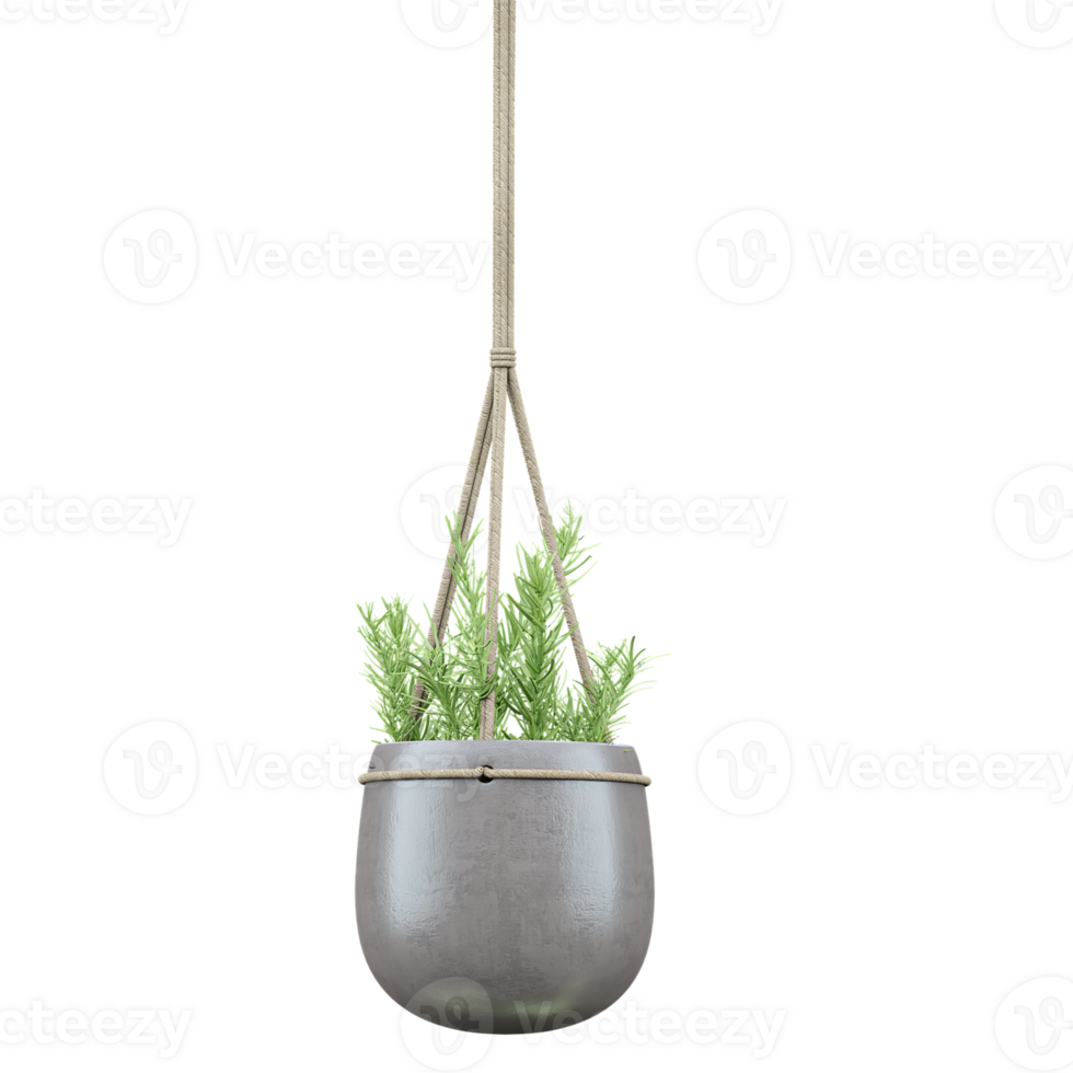 hanging houseplant isolated on transparent canvas png