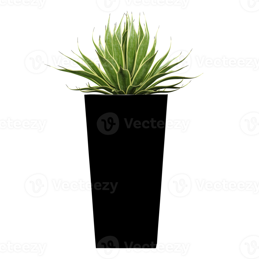 Green beautiful Agave in Planter isolated on Canvas png