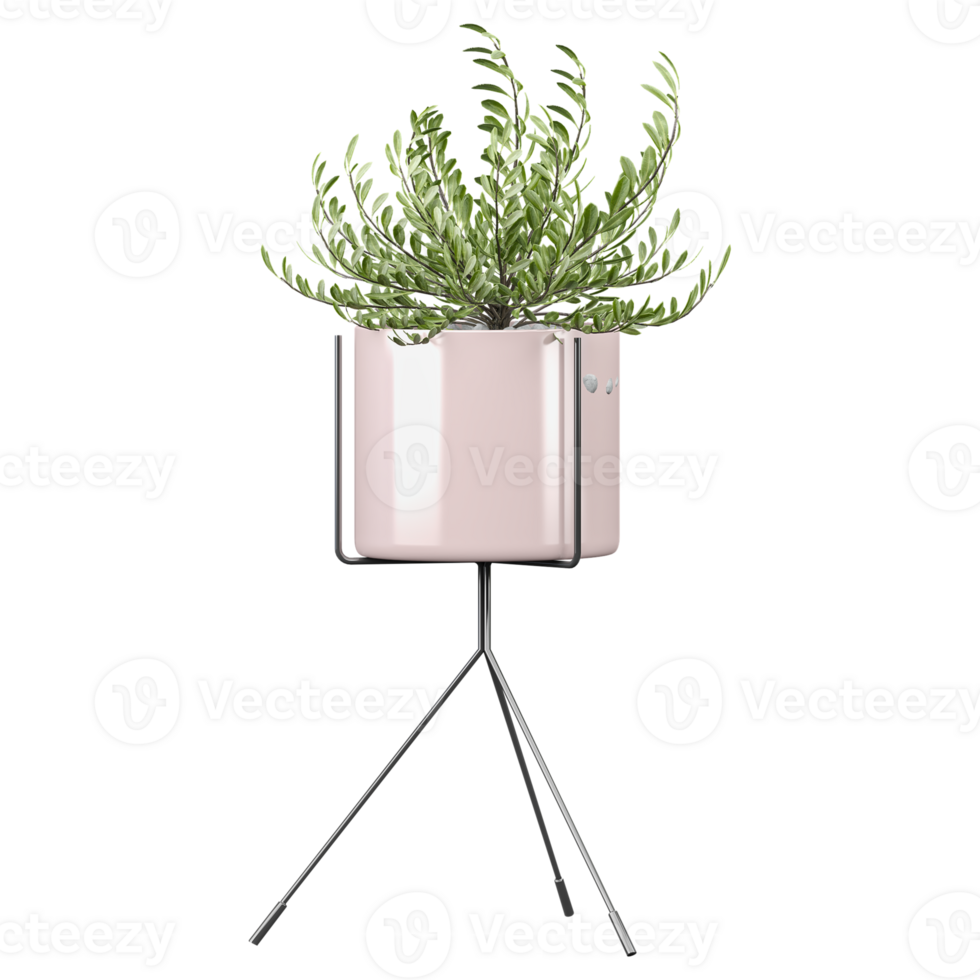 Green Buxus vahlii plant in planter isolated on transparent Canvas png